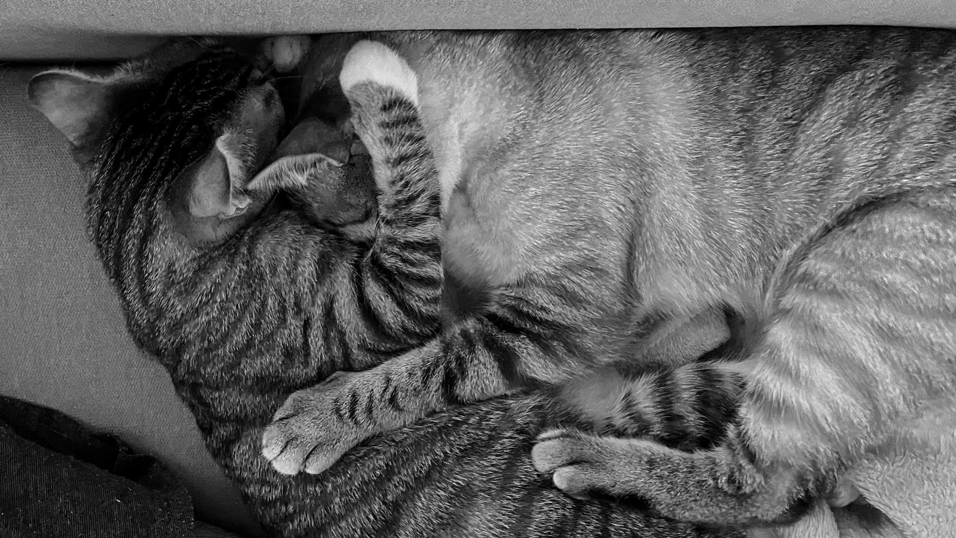 cats